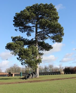 001 LRFC Corsican Pine